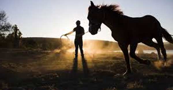Scopri la comunicazione non verbale attraverso l’uso del Cavallo
